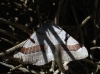 Itame vincularia (Hbner, 1813)