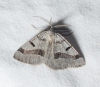 Itame vincularia (Hbner, 1813)