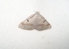Itame vincularia (Hbner, 1813)