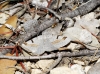 Itame vincularia (Hbner, 1813)