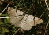 Itame vincularia (Hbner, 1813)