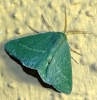 Kuchleria insignata (Hausmann, 1994)