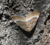 Larentia clavaria (Haworth, 1809)