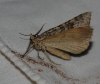 Larentiinae