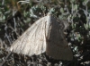 Larentiinae sp.