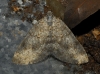 Larentiinae sp.