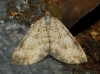 Larentiinae sp.