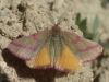 Lythria purpuraria (Linnaeus, 1758)