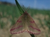 Lythria purpuraria (Linnaeus, 1758)