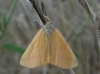 Lythria purpuraria (Linnaeus, 1758)