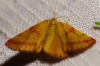 Lythria purpuraria (Linnaeus, 1758)