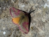 Lythria purpuraria (Linnaeus, 1758)