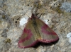 Lythria purpuraria (Linnaeus, 1758)