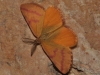 Lythria purpuraria (Linnaeus, 1758)