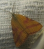 Lythria purpuraria (Linnaeus, 1758)