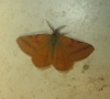 Lythria purpuraria (Linnaeus, 1758)