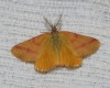 Lythria purpuraria (Linnaeus, 1758)