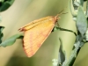 Lythria purpuraria (Linnaeus, 1758)