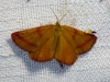 Lythria purpuraria (Linnaeus, 1758)