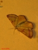 Lythria purpuraria (Linnaeus, 1758)