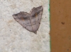 Macaria artesiaria (Denis & Schiffermller, 1775)