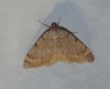 Macaria liturata (Clerck, 1759)