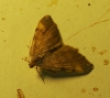 Macaria liturata (Clerck, 1759)