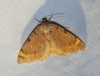 Macaria liturata (Clerck, 1759)