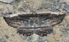 Menophra nycthemeraria (Geyer, 1831)