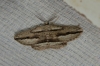 Menophra thuriferaria Zerny, 1927