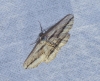 Menophra thuriferaria Zerny, 1927