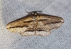 Menophra thuriferaria Zerny, 1927