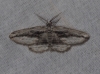 Menophra thuriferaria Zerny, 1927