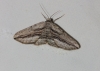 Menophra thuriferaria Zerny, 1927