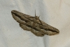 Menophra thuriferaria Zerny, 1927