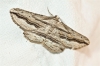 Menophra thuriferaria Zerny, 1927