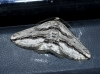 Menophra thuriferaria Zerny, 1927