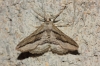 Menophra thuriferaria Zerny, 1927