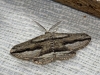 Menophra thuriferaria Zerny, 1927