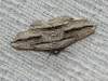 Menophra thuriferaria Zerny, 1927