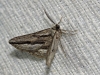 Menophra thuriferaria Zerny, 1927