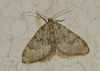 Nebula ibericata (Staudinger, 1871)