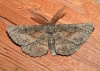 Nychiodes (Nychiodes) hispanica (Wehrli, 1929)