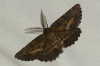 Nychiodes (Nychiodes) notarioi (Expsito Hermosa, 2005)