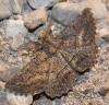 Nychiodes (Nychiodes) notarioi (Expsito Hermosa, 2005)