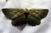 Nychiodes (Nychiodes) notarioi (Expsito Hermosa, 2005)