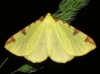 Opisthograptis luteolata (Linnaeus, 1758)