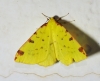 Opisthograptis luteolata (Linnaeus, 1758)