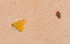 Opisthograptis luteolata (Linnaeus, 1758)