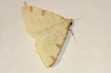 Opisthograptis luteolata (Linnaeus, 1758)